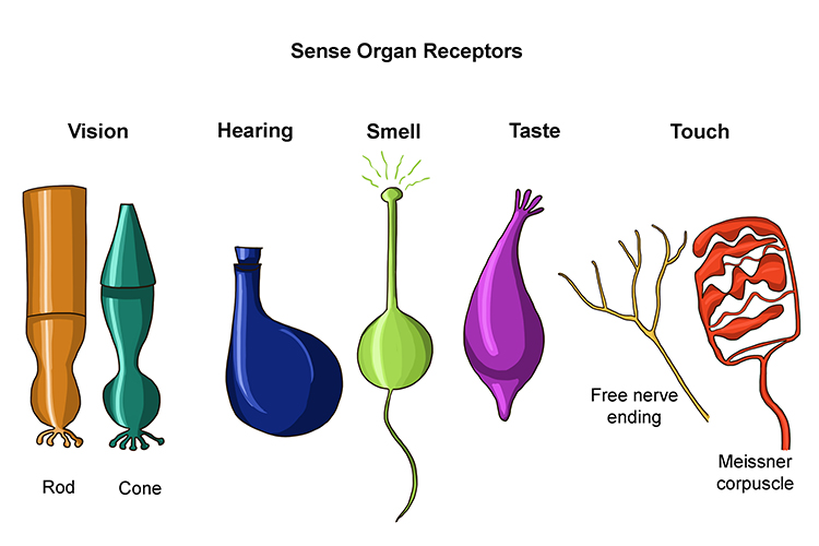 Sense receptors that pick up stimuli 